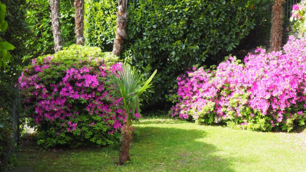 blühende Azaleen im Garten